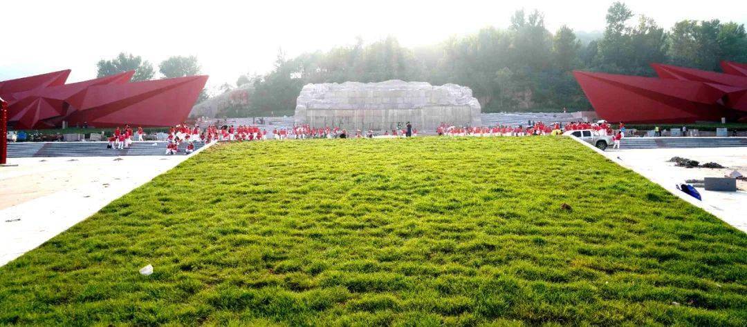 造型松种植
