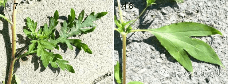 豚草有多可怕，你知道吗？