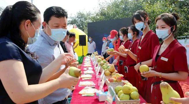 中国·宁陵2021年农民丰收节暨第十五届酥梨采摘节开幕