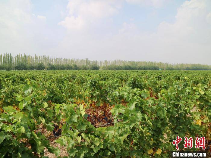 陈德启|归国华商荒滩耕耘14载:想把中国葡萄酒推向世界