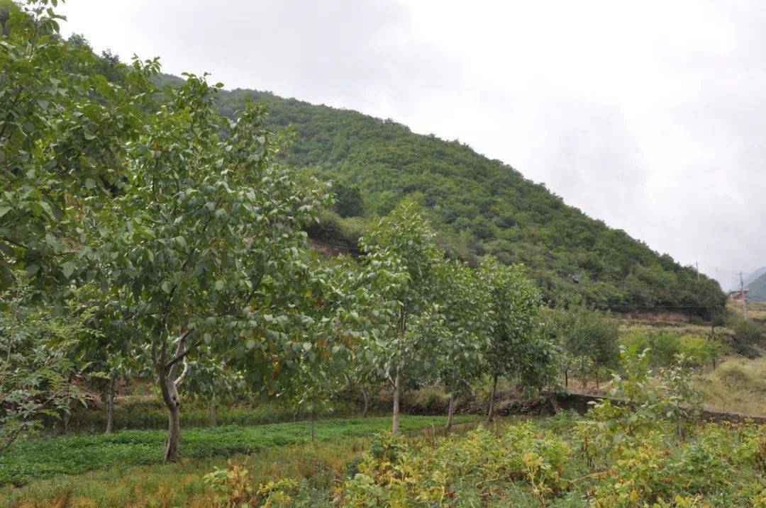 美丽乡村记者行之榆中县水岔沟村冯湾村