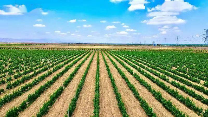 经营权|又一利好葡萄酒企业的政策出台了