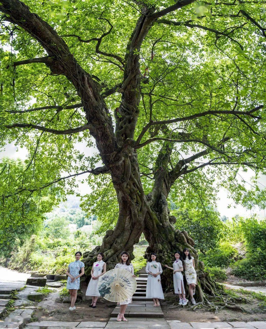 铜梁黄桷门路线图图片