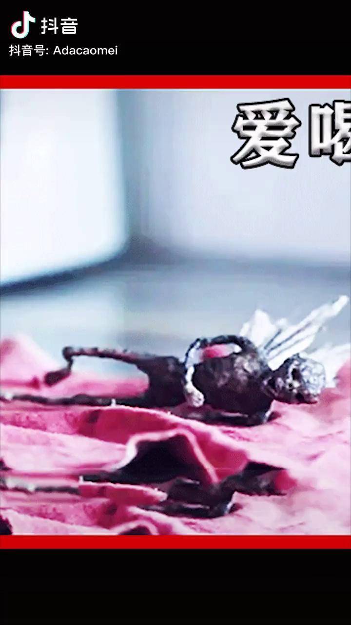 女人随手捡了一只蝙蝠,没想到竟沉迷于喝人奶,惊悚片!