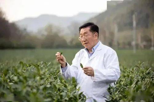 茶界院士陈宗懋 喝茶80多年 研究茶60多年 喝茶的7大建议 茶叶