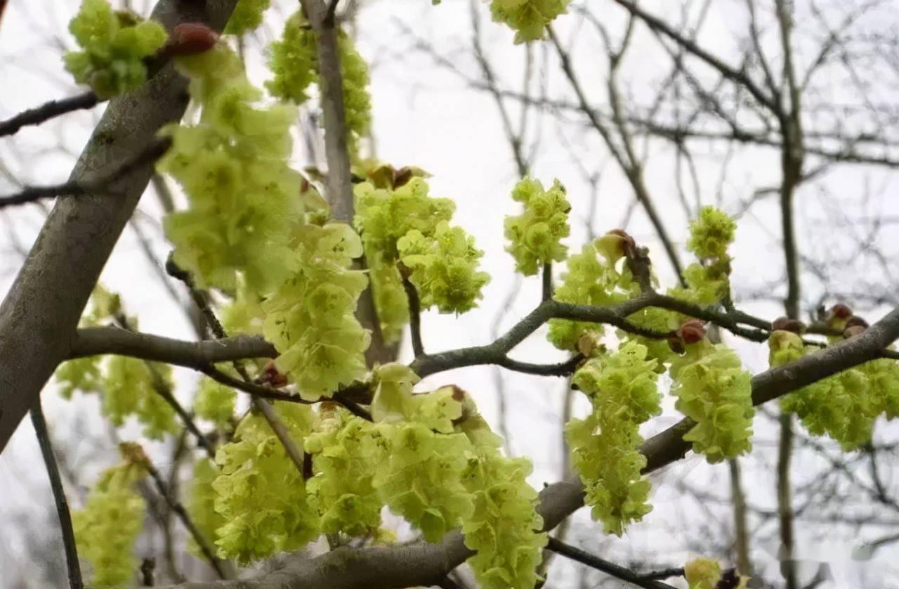 18种常见的先花后叶植物集锦