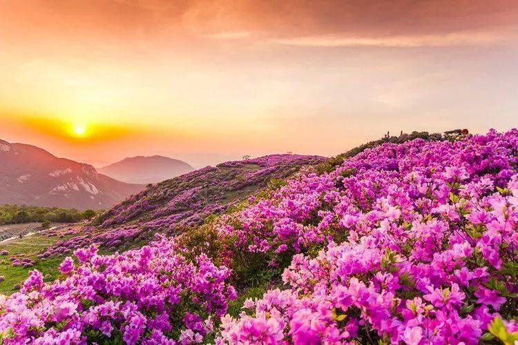 花香四溢,醉了人间