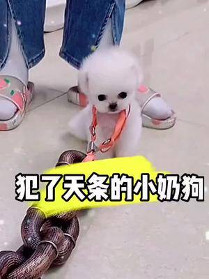 喜欢这种茶杯犬博美宝宝