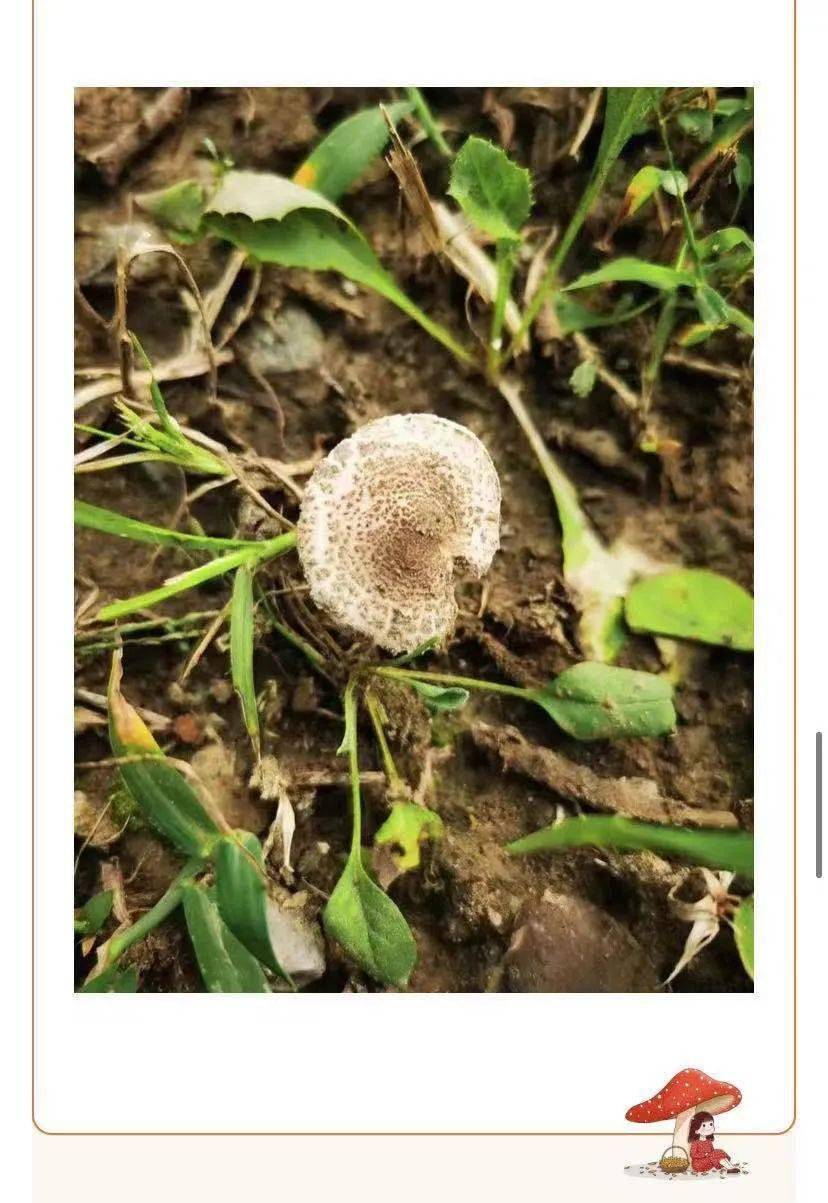 北京毒蘑菇图片