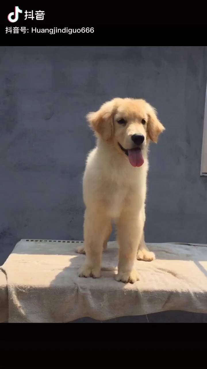 小母狗取名拉菲