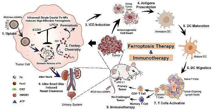 纳米肾脏可清除的超小单晶铁纳米颗粒介导的铁死亡增强免疫治疗