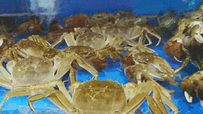 就能收入囊中一个小小的套圈面对生龙活虎的螃蟹大军刺激套螃蟹图片