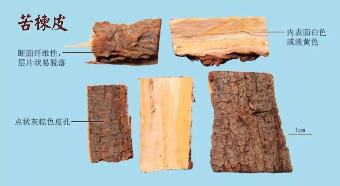 外表面灰褐色或灰棕色,皮孔大而明显,有不规则的纵裂深沟纹,木栓层常