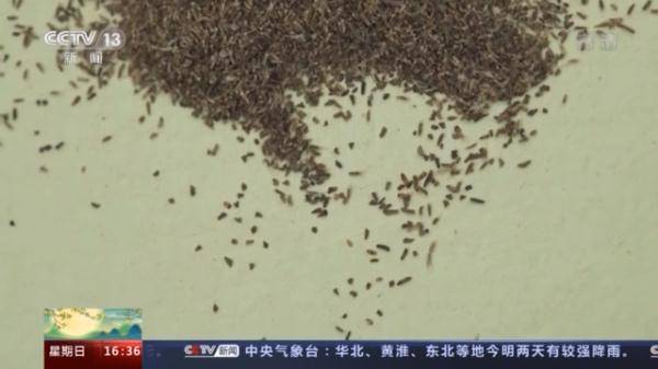 生物|探访种子“银行” 为野生生物建一个安全的“家”