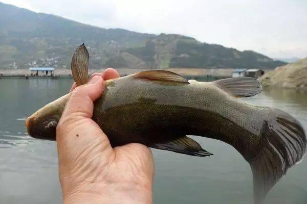 金黄色的外表,身体滑溜溜,这就是名贵的丁桂鱼