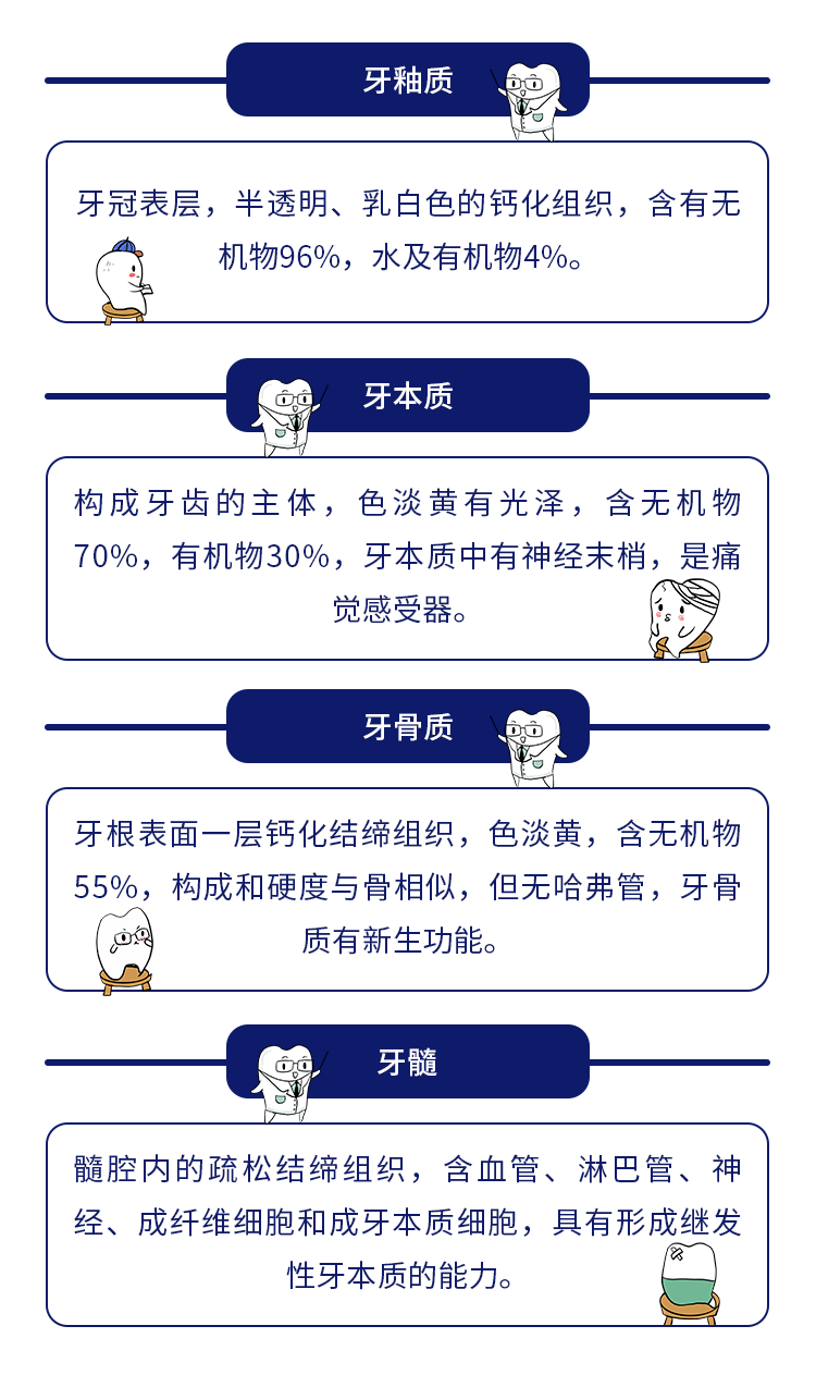 首先,我們先來了解一下我們的牙齒結構,我們的牙齒主要由牙釉質,牙