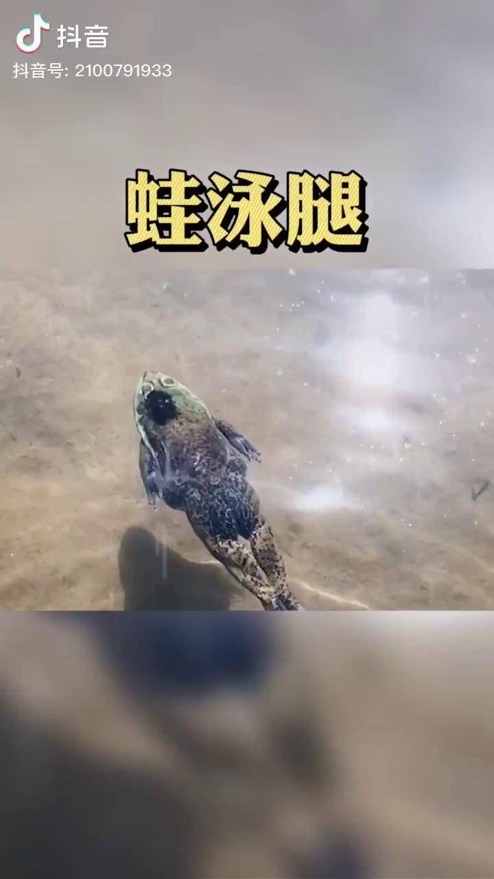 这才是真正的蛙泳腿青蛙都能行我们也行加油游泳学游泳游泳教学蛙泳