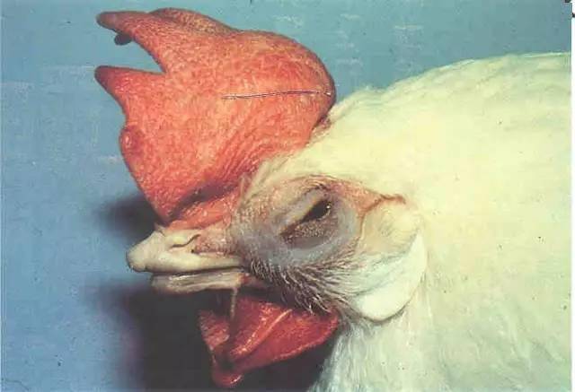 关于家禽流感的诊断和防治