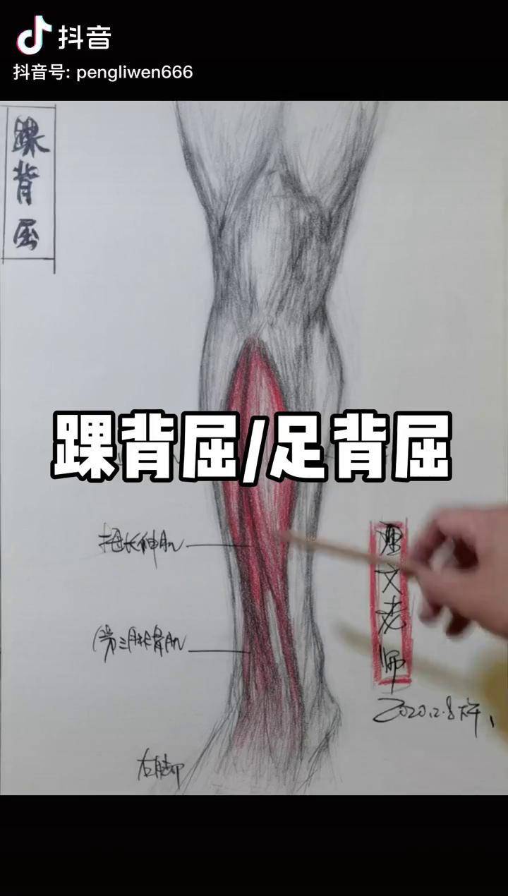 足背屈受限 亚洲蹲 腿型矫正 体态纠正 理文老师 全身关节运动与矫正