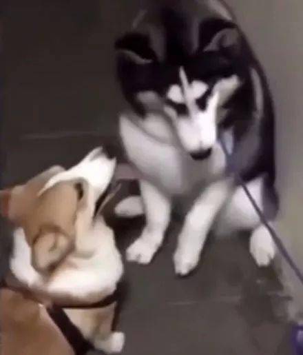 萌图哈士奇挑衅柯基，然而下一秒的画面...简直不忍直视！