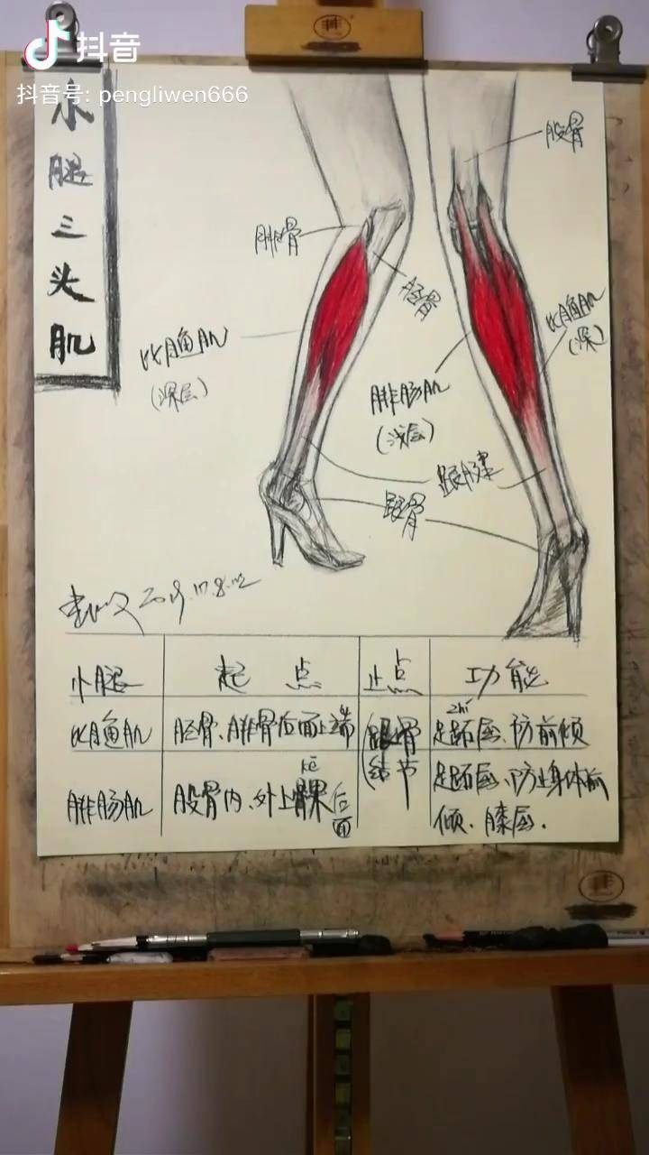 健身素描解剖肌肉肌肉起止點小腿三頭肌小腿太粗怎麼減抖音星探家