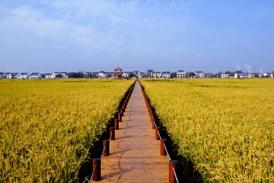 共同构成了"稻香小镇"的"生命基因" 望亭活用运河资源 描绘出一幅 9月