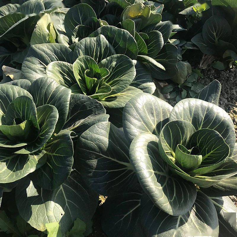 可耐零下5℃低温!这款特耐寒的苏州青品种,种植户赶紧备上