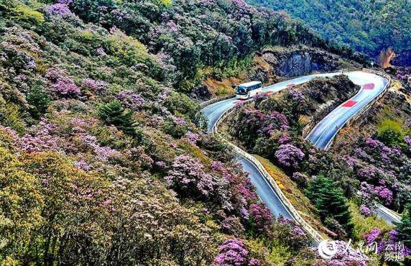 建设|云南轿子山打造100亩高山杜鹃基因库