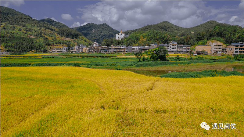 乡马墘村稻田)在微风中感受阵阵稻谷香走向丰收的田野闽侯县大湖乡