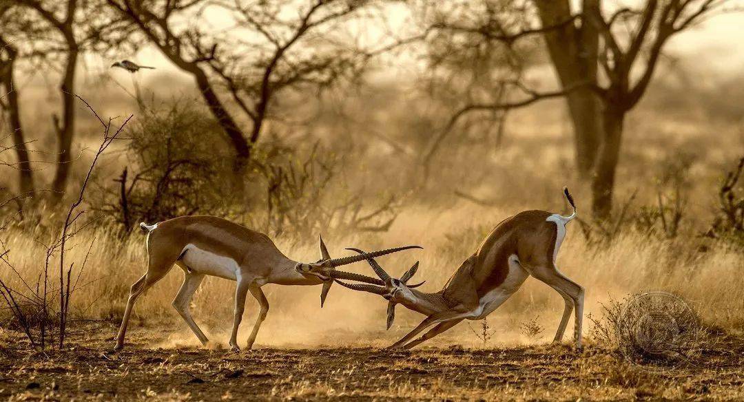 摄影|获奖公布丨2021第十届台中国际摄影艺术展作品（自然组）