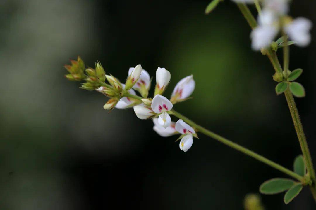 河南植物志记载,该省胡枝子属植物有十三种之多,紫,白花都有,朱橚藩地