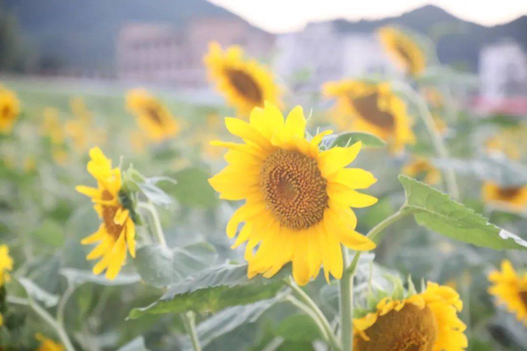 向阳而生,温暖绽放!来武功山邂逅一片向日葵花海吧