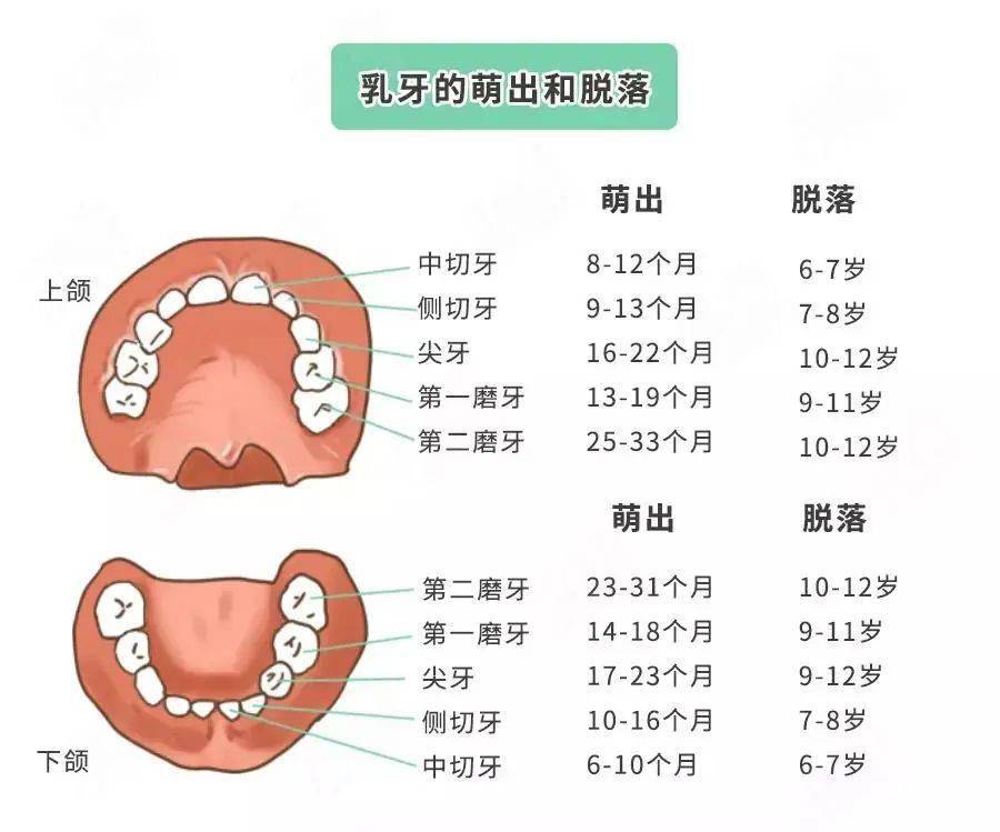 人类牙齿生长顺序图片