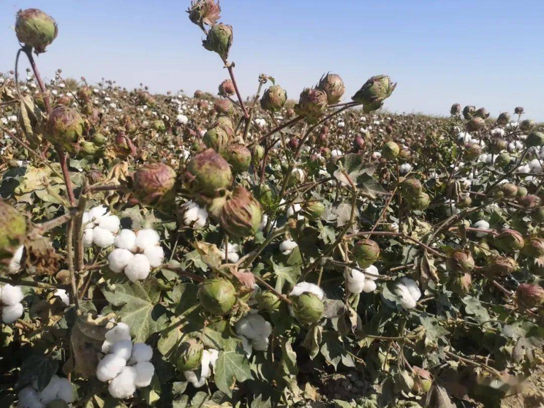 新疆棉采摘时间预测及其各地棉市动态_棉花