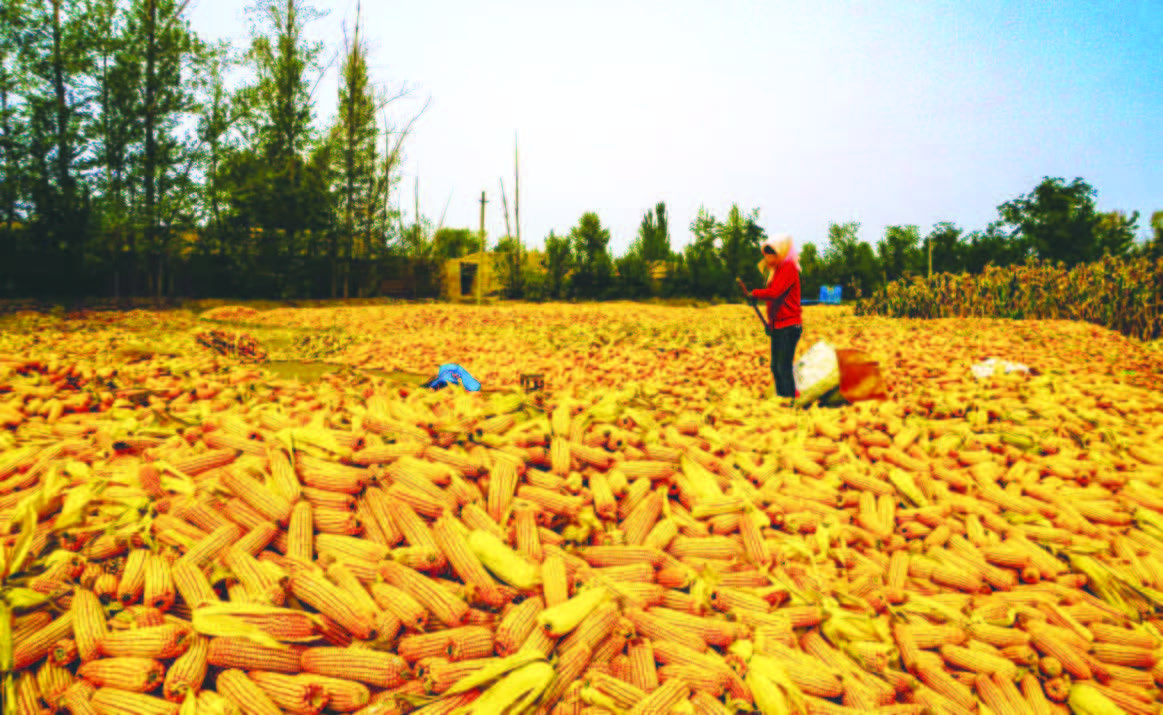丰收的田野最美的画卷
