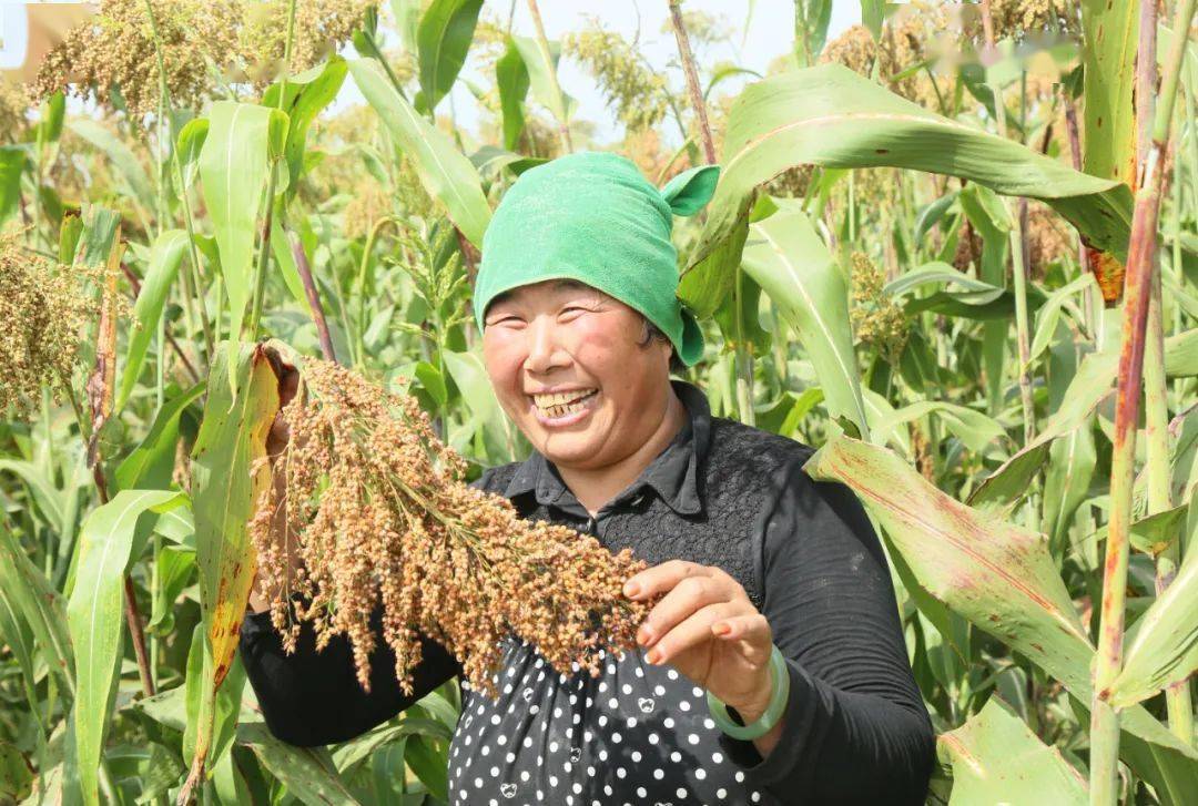 蔡店乡蟒庄村:高粱熟了!