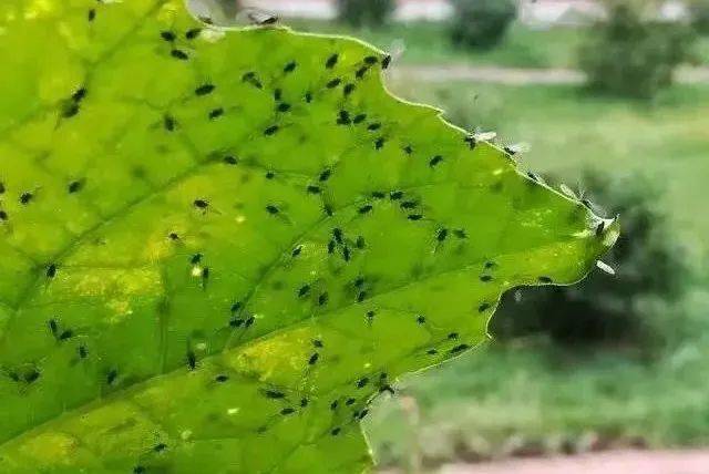 小咬|“小咬”满天飞 急盼瓢虫来