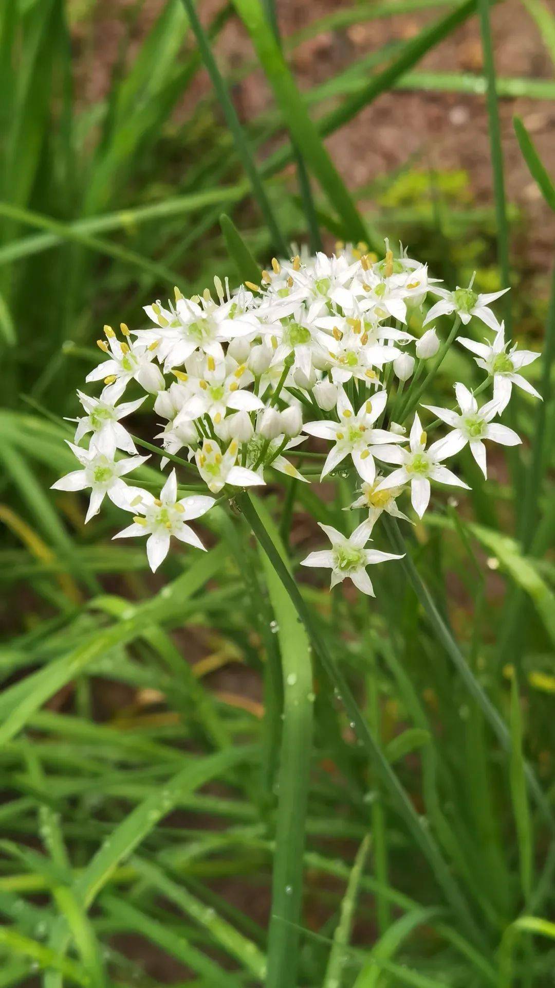 韭菜花