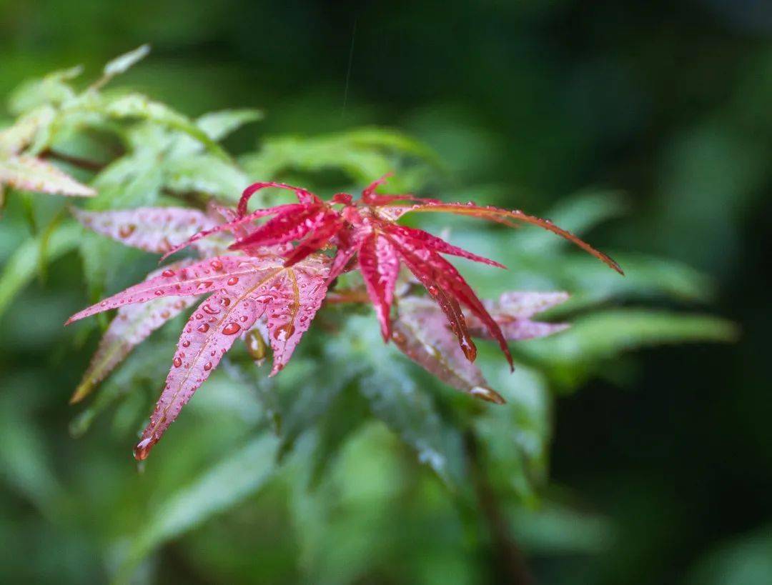 風雨操場枯葉黃金毯 行人濃淡影匆匆秋雨下水漲初聞萬壑流雲深不見