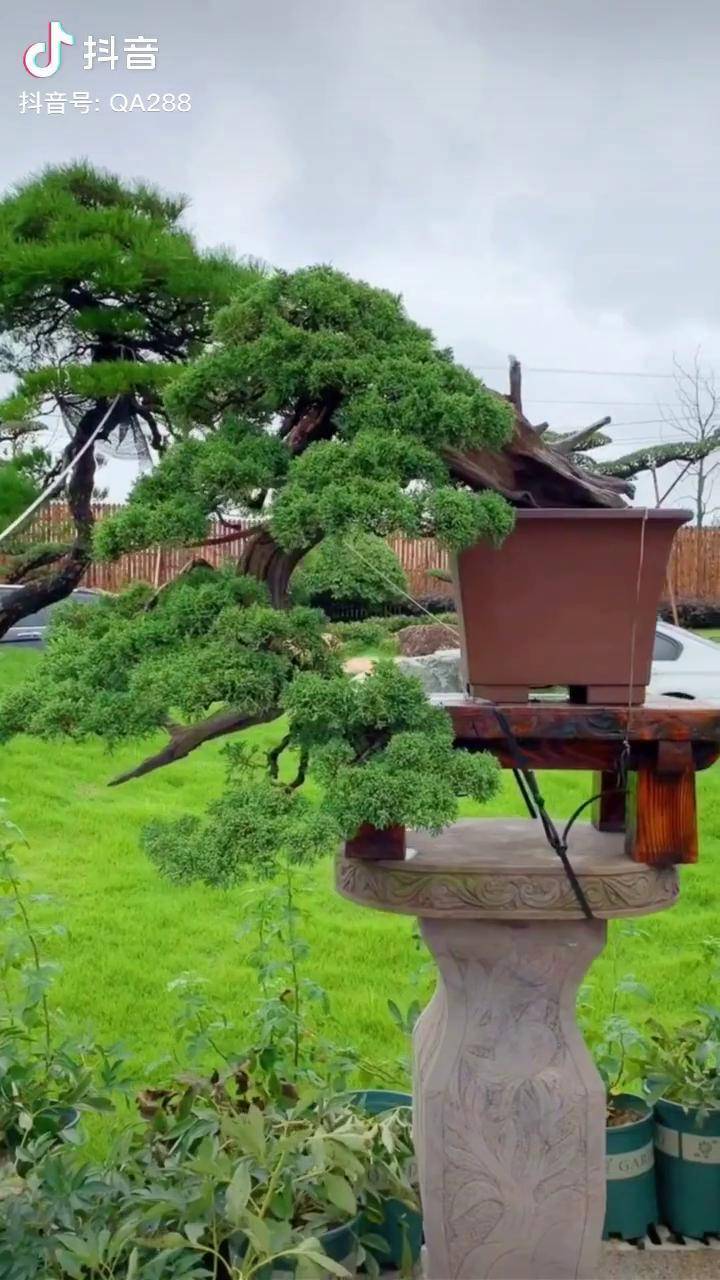 梧高凤必至花香蝶自来盆景