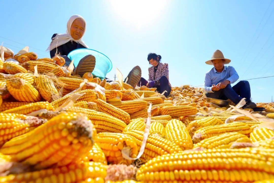 张掖以"庆祝丰收,弘扬文化,振兴乡村"为主题的庆祝第四届中国农民丰收