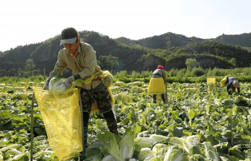 懷柔農民豐收啦