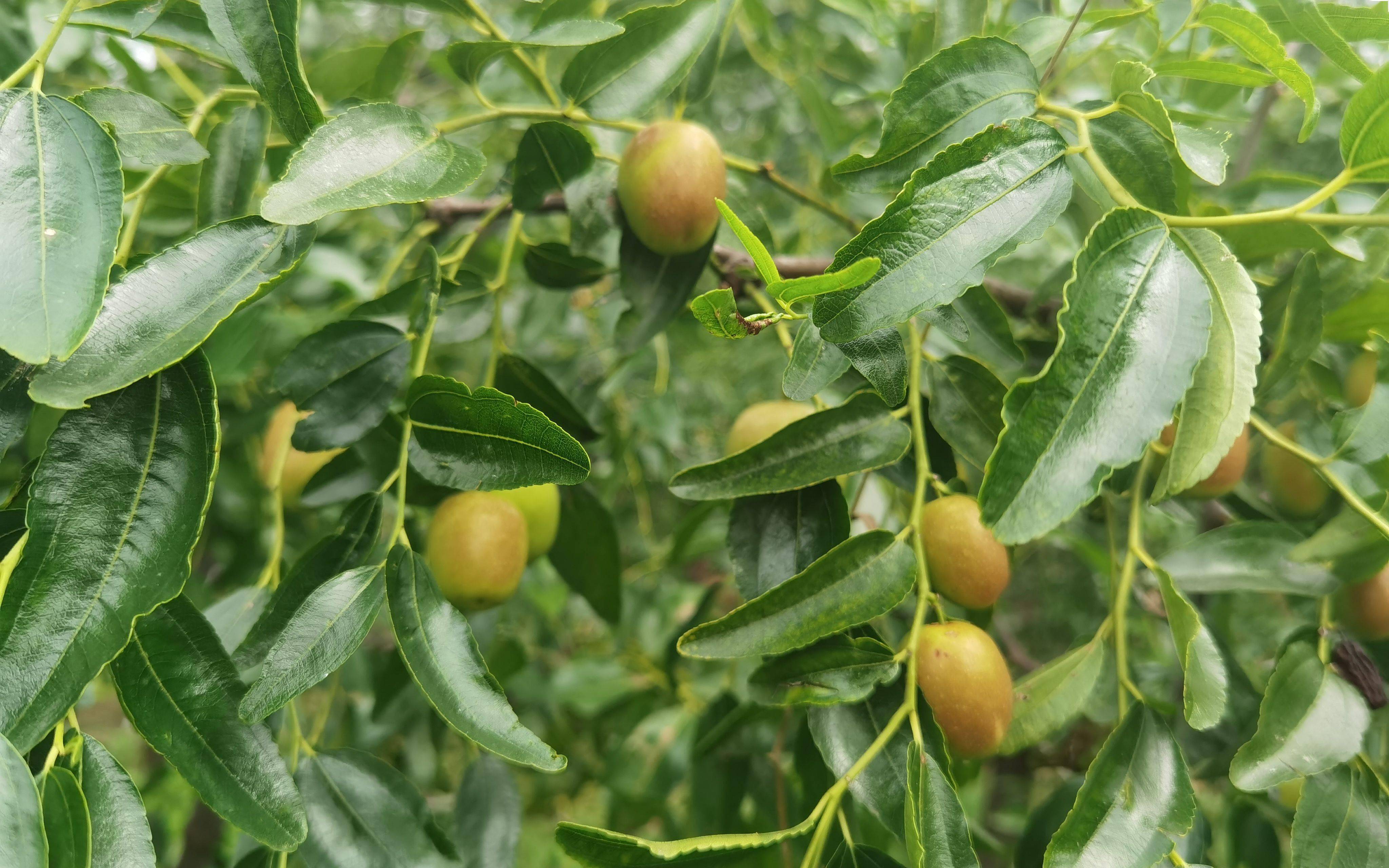 甜 脆 平谷金海湖畔水峪村千亩大枣熟了