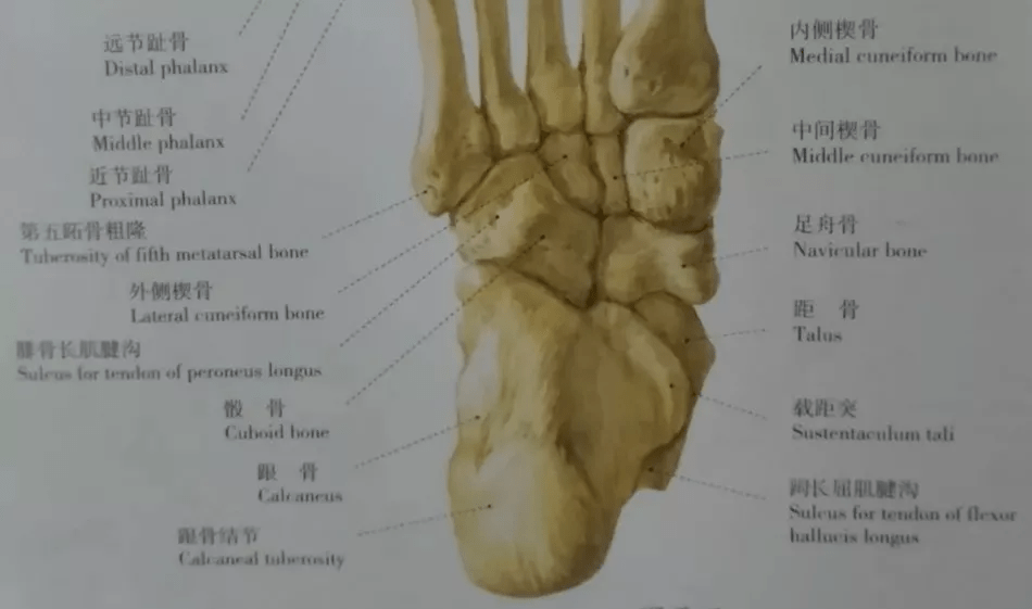 儿童足部x线解剖图片