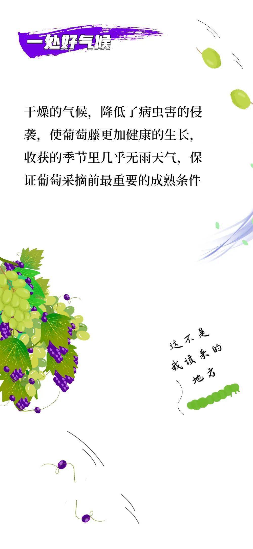 创意作品|听说，宁夏葡萄酒最近很火！