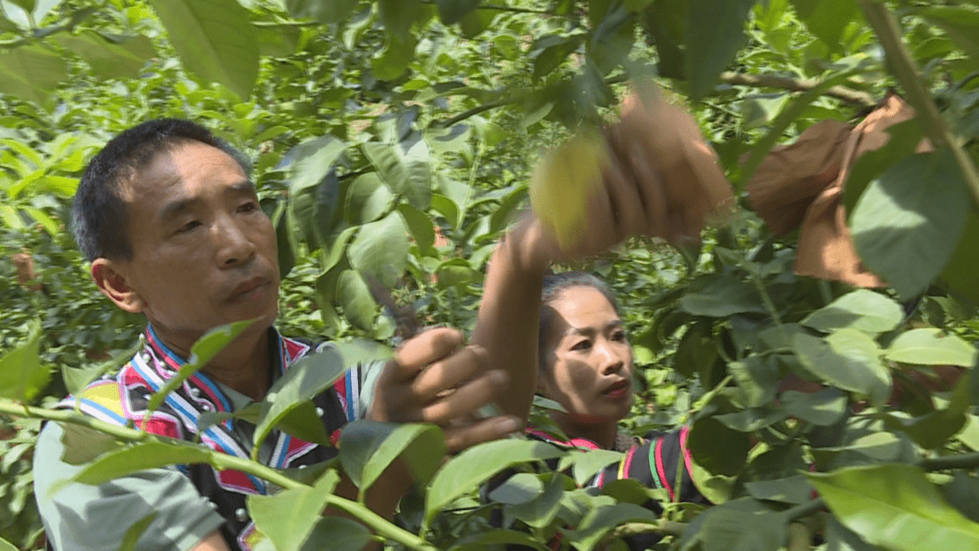 澜沧县糯福乡阿里村:迈出乡村振兴第一步