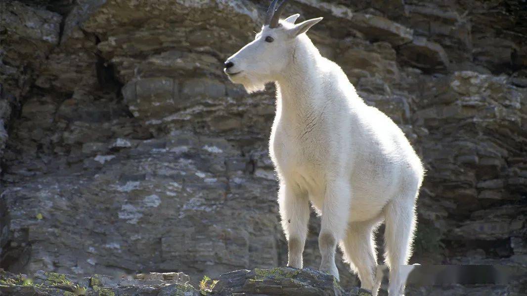 一只羊居然杀死了一头凶猛灰熊网友别看我只是羊