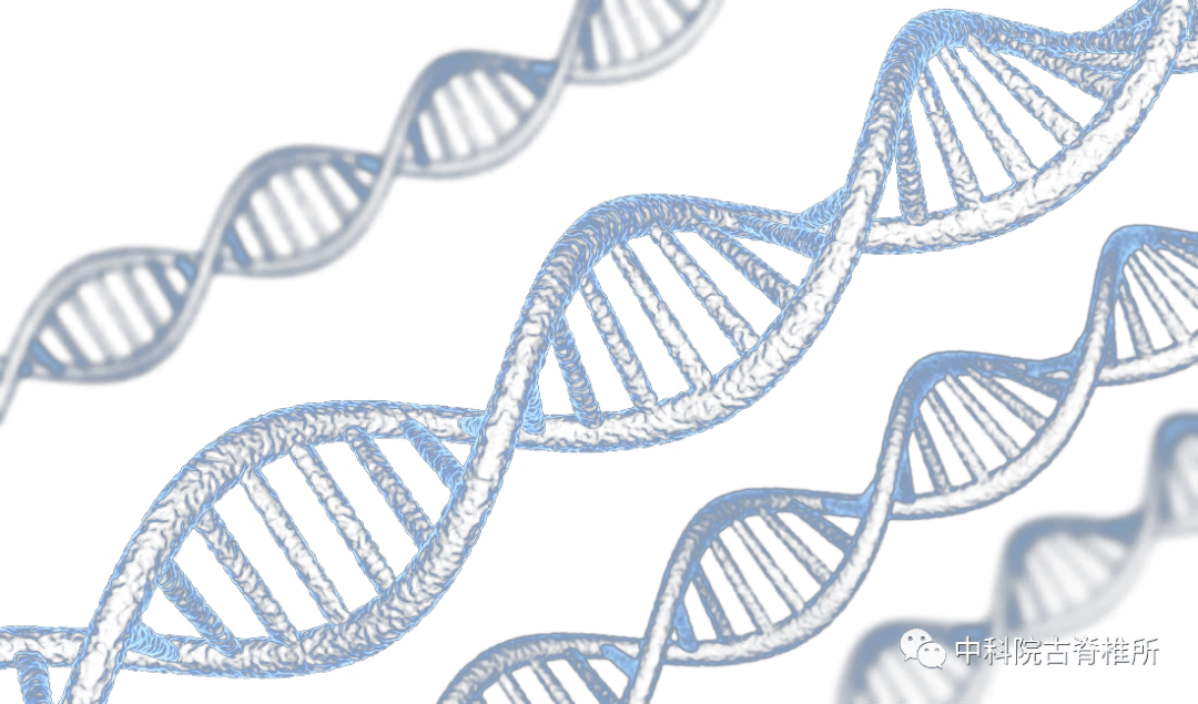 science特刊人类基因组计划第一份草图发布20周年篆刻在古dna中的人类