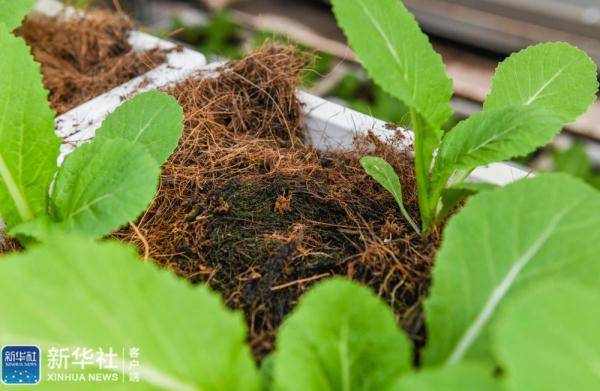 海南省|种菜用上自动化 科技大棚助增收