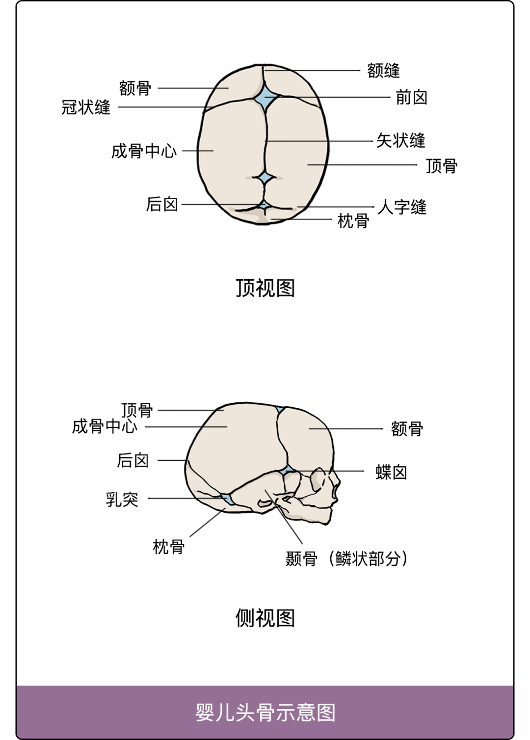 骨盆右斜径图片